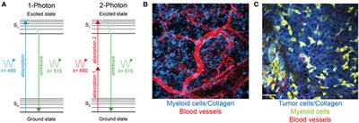 In Vivo Imaging Sheds Light on Immune Cell Migration and Function in Cancer